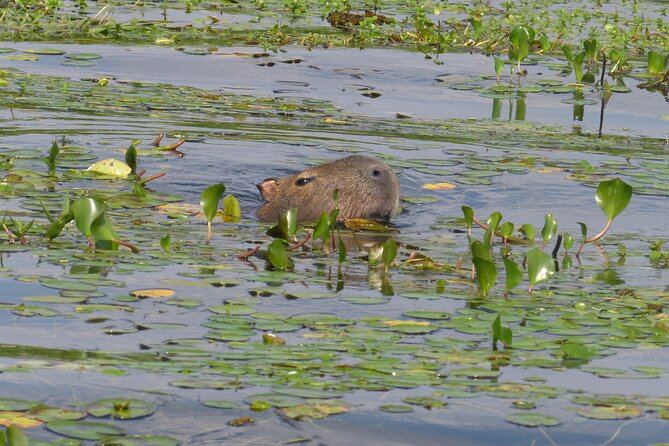 Conecta con la Naturaleza del Iberá - Tour Privado